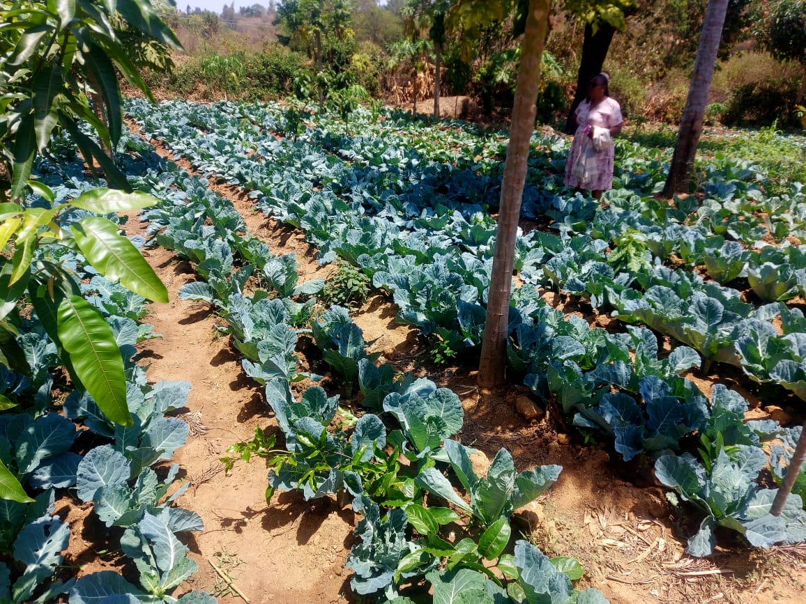 Plantation